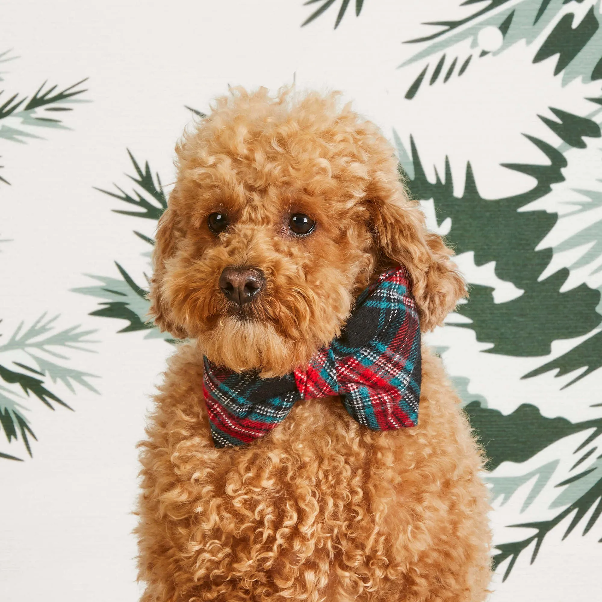 Draper James x TFD Georgia Plaid Bow Tie Collar