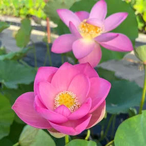 Ruby Slipper Lotus  <br>  Stunning single-petal blooms!